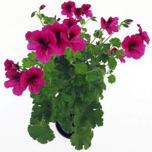 GERANIUM MACRANTA wazon 15cm czerwony