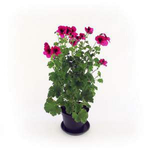 GERANIUM MACRANTA Vase 14cm fuchsia