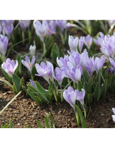 Scented crocus mix 15 bulbs