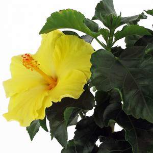 Pianta hibiscus giallo vaso 14cm