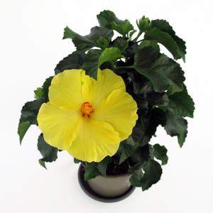 Pianta hibiscus giallo vaso 14cm