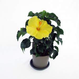 Gelbe Hibiskuspflanze