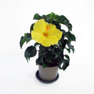 HIBISCUS JAUNE ET ROUGE DANS UN VASE