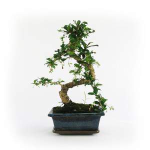 BONSAI CARMONA VASE 15CM