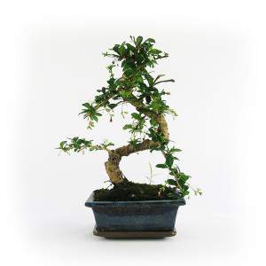 Carmona bonsaipot 15cm