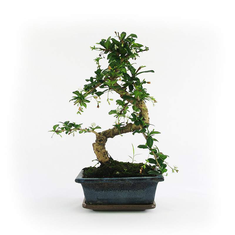 Carmona bonsai plant vase 12cm