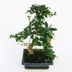 Bonsai carmona radici