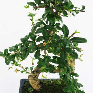 Carmona bonsai bladeren