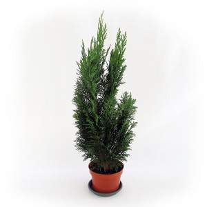 Coniferous plant