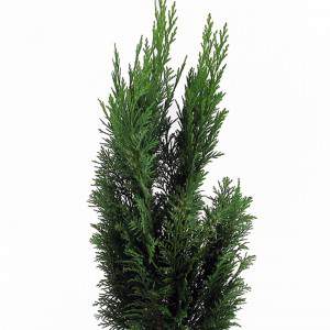 Coniferous plant