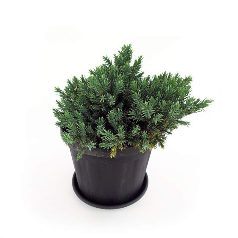 Juniperus-Werk