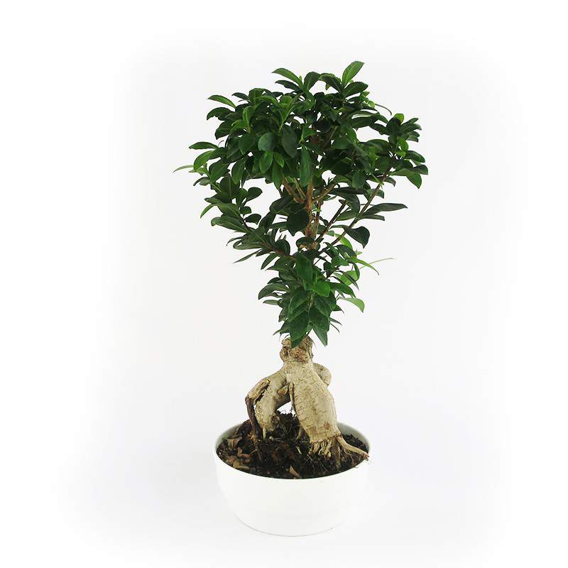 Bonsai ficus żeń-szeń 21 cm