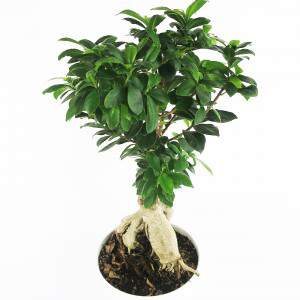 Bonsai ficus ginseng radici