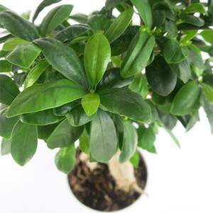 Bonsai ficus ginseng foglie