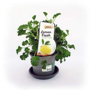 LEMON GERANIUM VASE 12CM