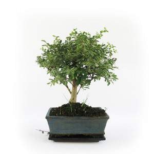 BONSAI SERISSA FETIDA VARIEGATA WAZON 15CM