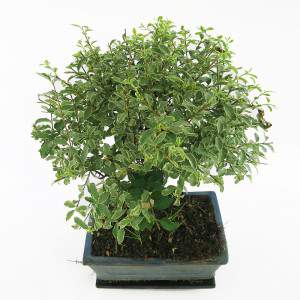 Liście serissa bonsai