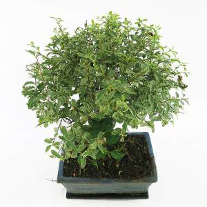 Bonsai serissa bladeren