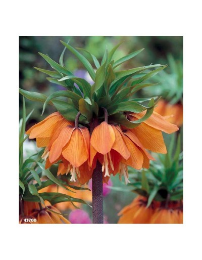 Fritillaria Imperialis Aurora 1 bulbo