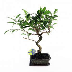 Usine de Bonsai ficus