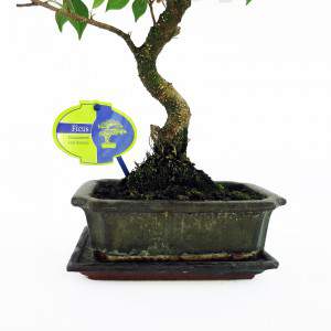 Bonsai ficus wortels