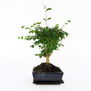 Planta de bonsai ligustrum