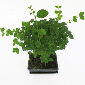 Bonsai ligustrum plant