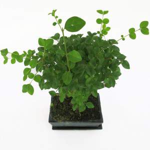 Feuilles de Bonsai ligustrum