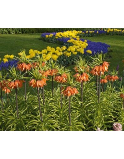 Fritillaria Imperialis Aurora 1 bulbo