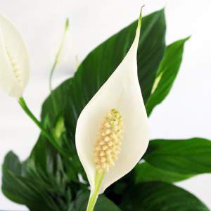 candid witte bloem en lichtgele stamper
