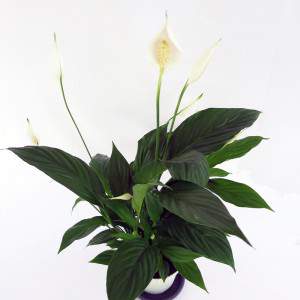 witte spatiphyllum plant
