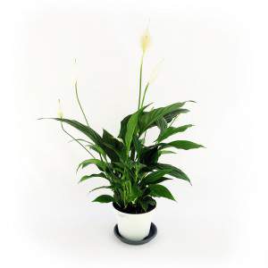 plante spatiphyllum blanc