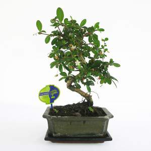 Bonsai Carmona Vase 20cm Pflanze