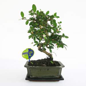 Maceta bonsai Carmona planta 20cm