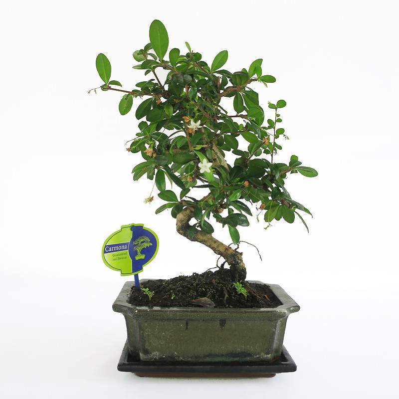 Vaso bonsai Carmona 20cm - GardenStuff