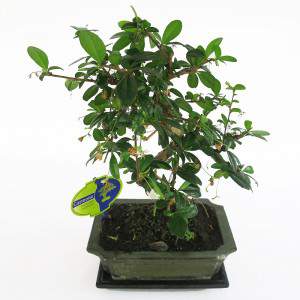 Bonsai carmona vaso 20cm pianta