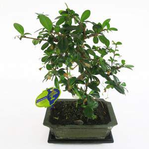 Carmona bonsai pot 20cm plant