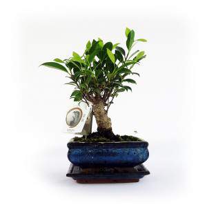 Bonsai ficus plant