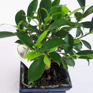 Bonsai ficus pianta