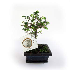 Pot à bonsaï Zelkova