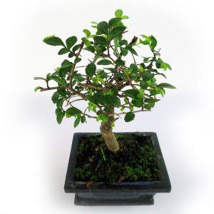 Bonsai zelkova foglie