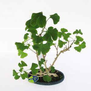 Bonsai hojas de ginkgo biloba