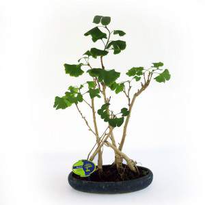 Bonsai Ginkgo Biloba Pflanze