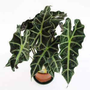 Alocasia amazonica Liście Polly