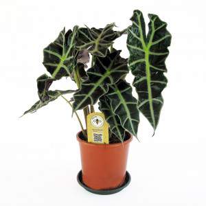 Alocasia amazonica "Polly" vas 17cm