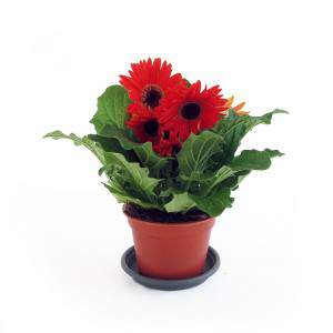 Gerbera vas 14cm