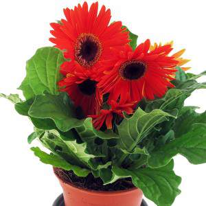 Gerbera Blumen und Blätter