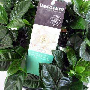 Fábrica de Gardênia Jasminoides