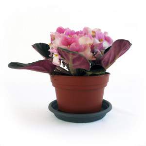 AFRICAN VIOLET eller SAINTPAULIA VAS 12CM