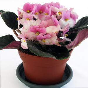 Rose Saintpaulia-plant